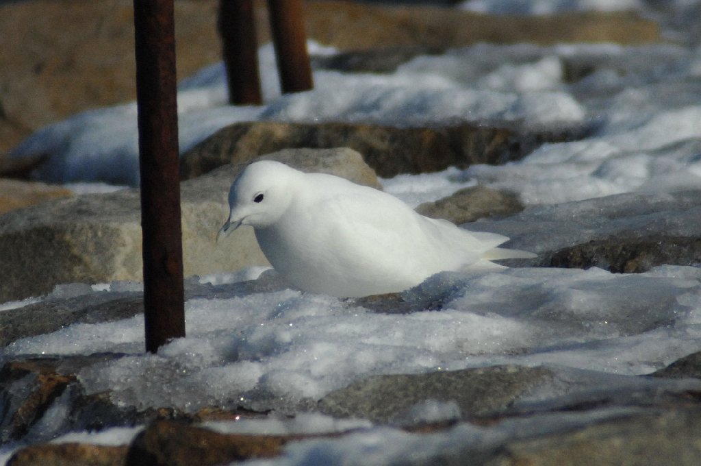 Gull, Ivory, 2008-01247826b Plymouth, MA.jpg - Ivory Gull. Plymouth MA, 1-24-2008